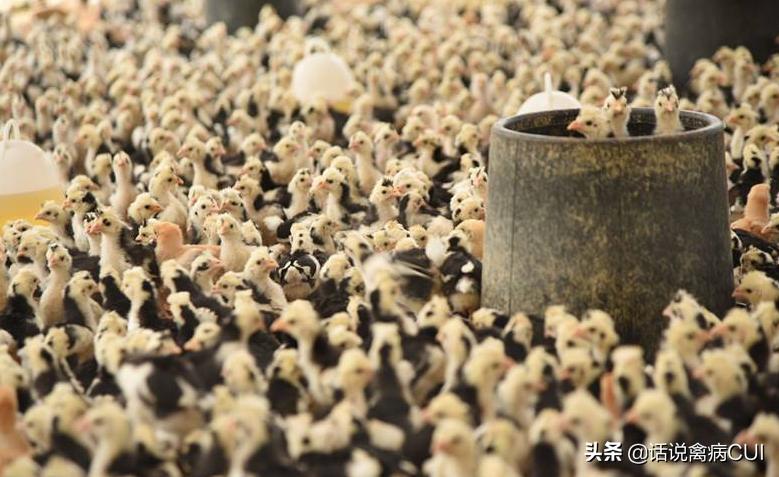 引起鸡群长的慢的两大原因和最佳解决措施