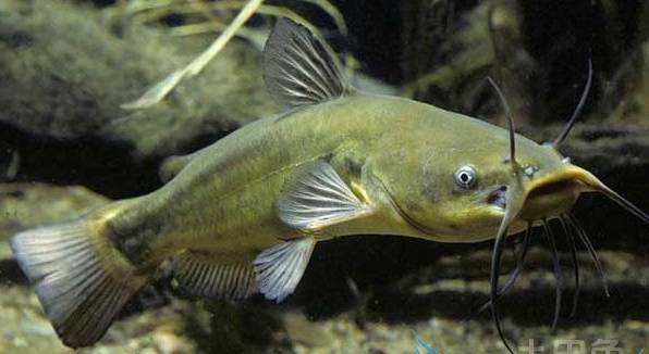 动物舌头的“功能”对于动物来说舌头而是一件“厉害的*器武**”