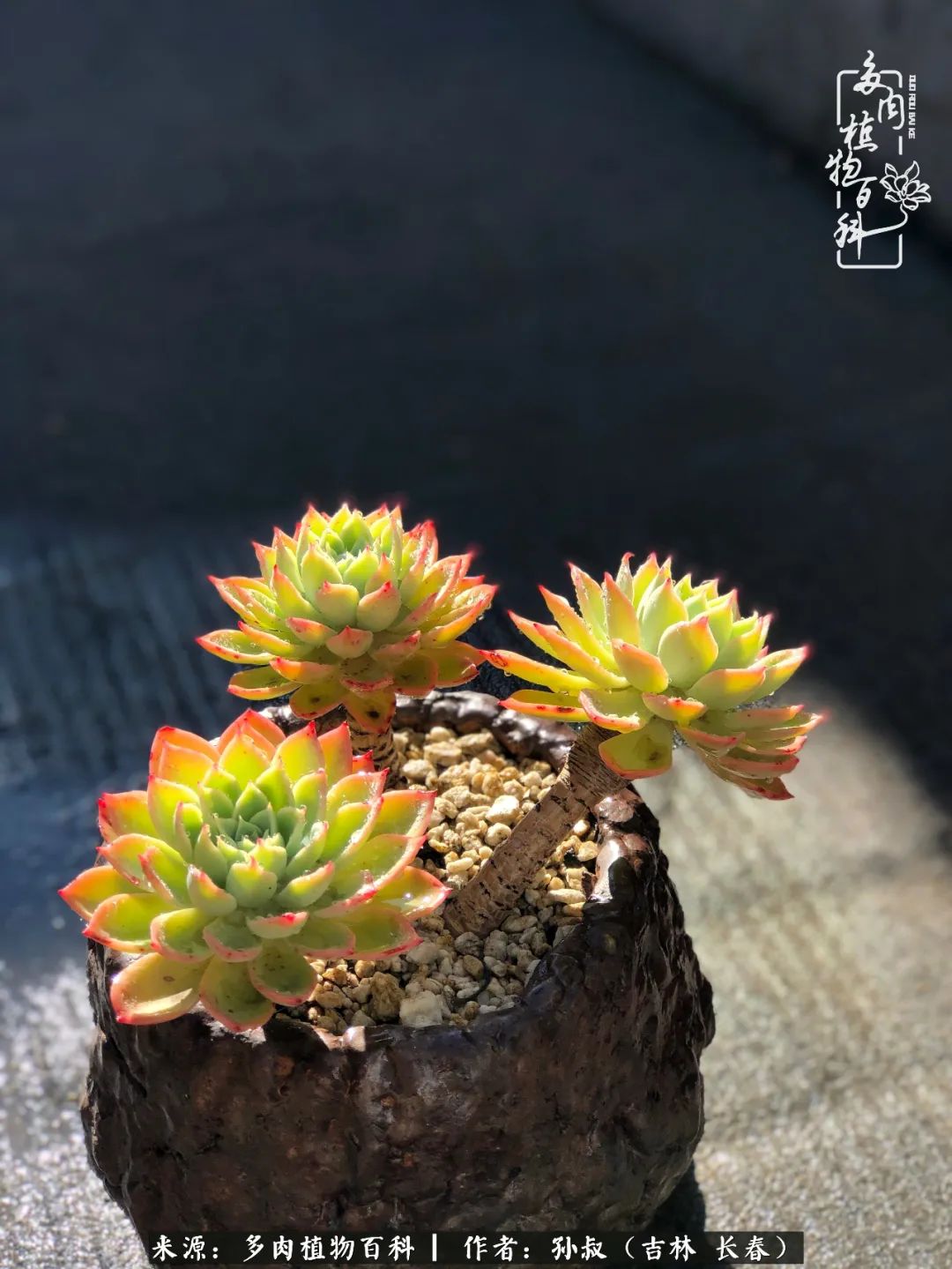 与多肉一起成长,与多肉相伴