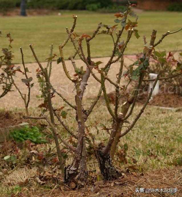 月季花苗怎么种不活,月季盆栽的种植方法和注意事项