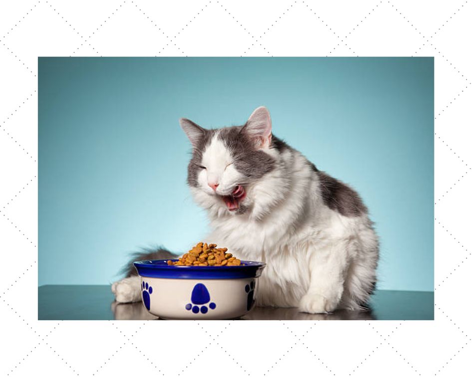 猫奴十三介绍猫粮,猫奴无谷猫粮