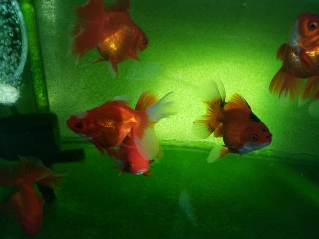 硝化细菌能在32度水温里存活吗,鱼缸水质怎么快速培养硝化细菌