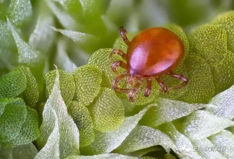 看完后，整个人都有点不对劲了（传播生物知识）