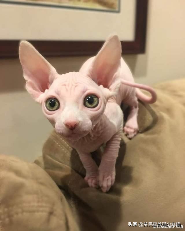 无毛猫到底是不是骗人的,无毛猫过敏了什么样