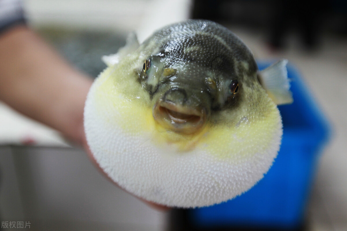 孕妇禁忌四种鱼,哪种鱼孕妇不建议吃的