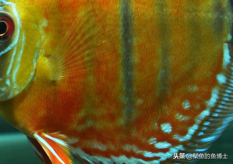 新手选择鱼缸注意事项图片,鱼缸养锦鲤怎么选择鱼