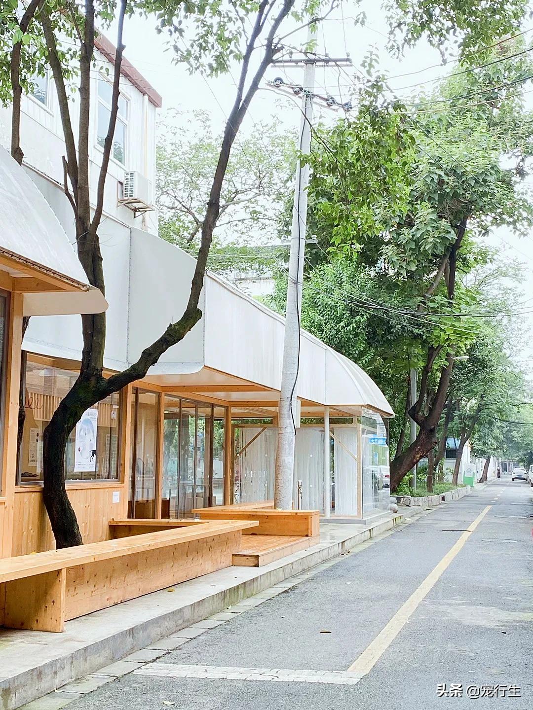 这家宠物快闪集市，怎么拍都好看，学会用宠物视角看世界