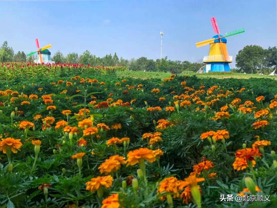 国庆节赏秋的好地方,北京国际鲜花港菊花展几月份最好