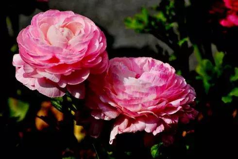 好书推荐快来领取你的宝藏书单,100种百花图谱大全