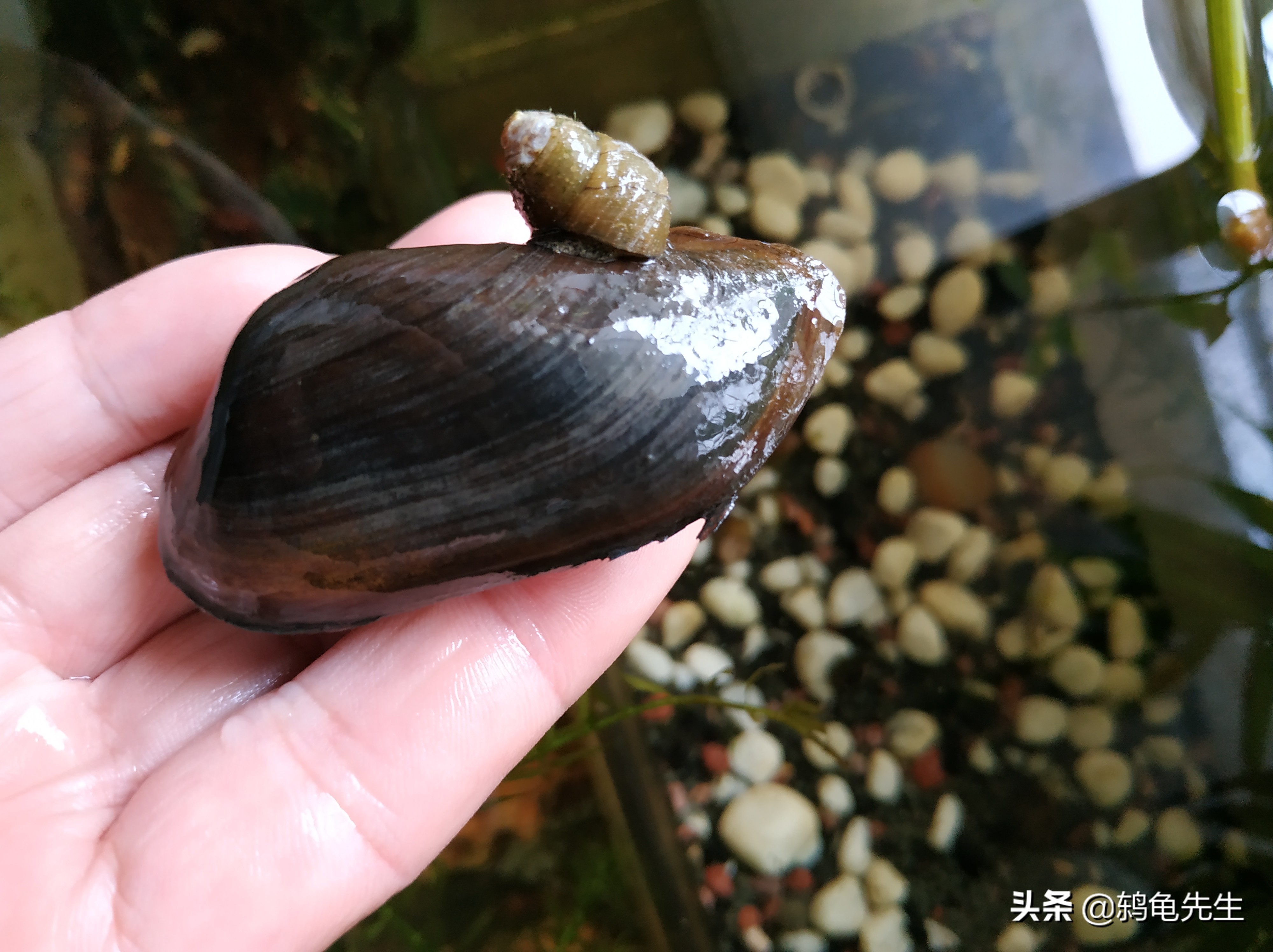 河蚌为什么会突然死掉,河蚌的水质太脏会死吗