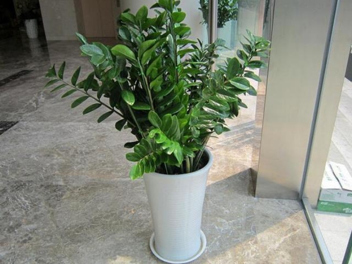 金钱树缺铁,月季缺铁性黄叶用硫酸亚铁行吗