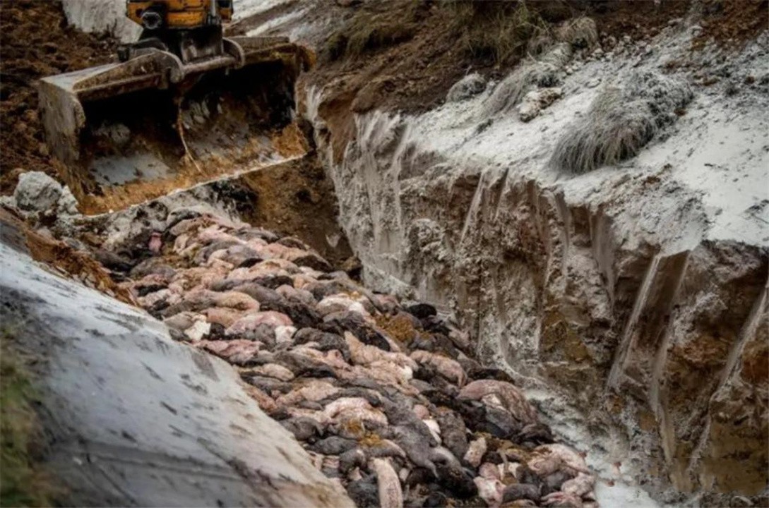 丹麦水貂感染新冠病毒,丹麦水貂感染新冠