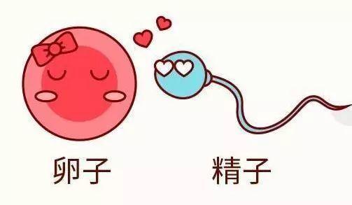 人类胚胎1到40天的发育过程,从胚胎到出生的奇妙之旅