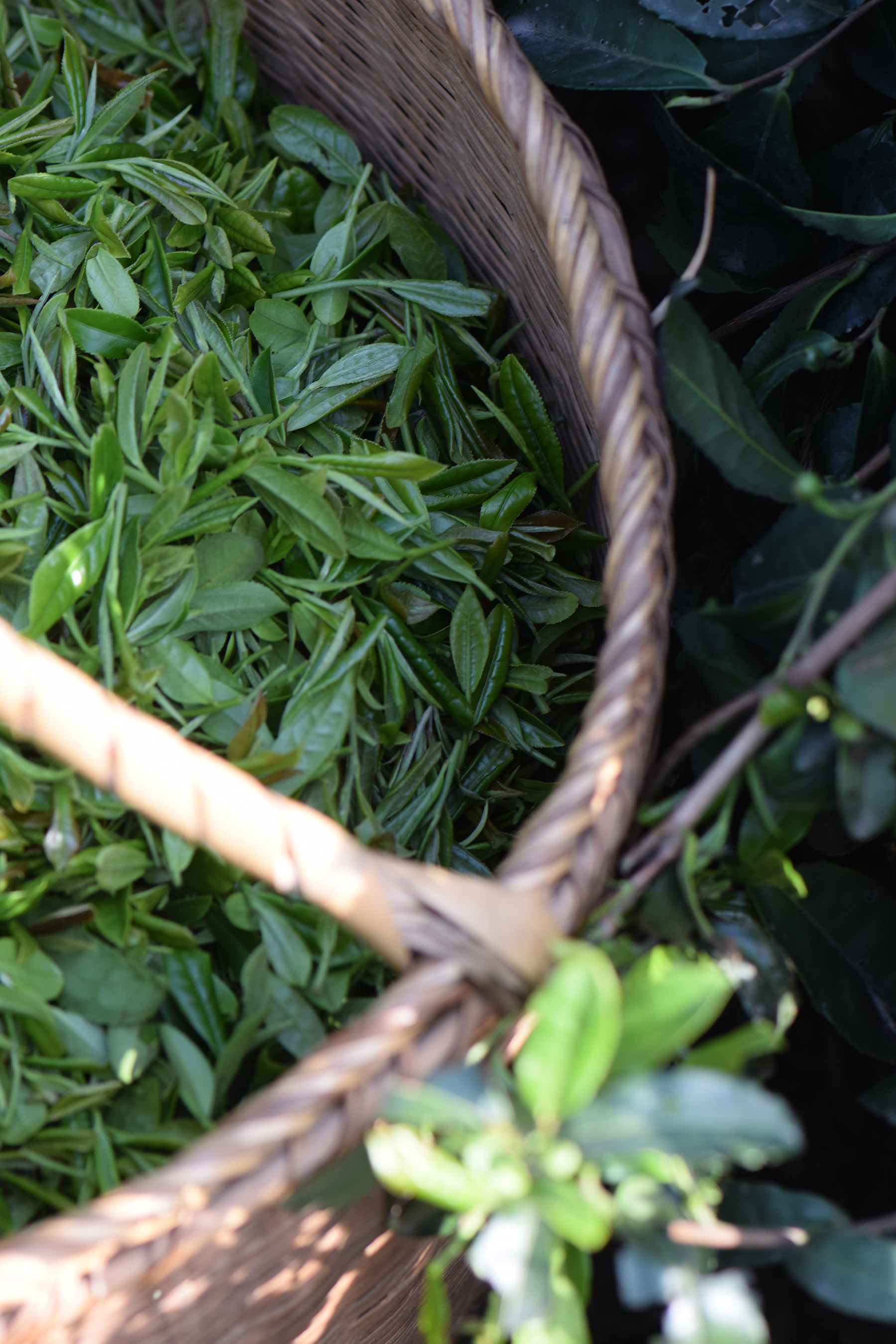 从业十年我所经历的火爆和低迷,茶行业真实揭露