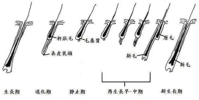 有什么动物特别容易掉毛,动物天天掉毛为什么不秃