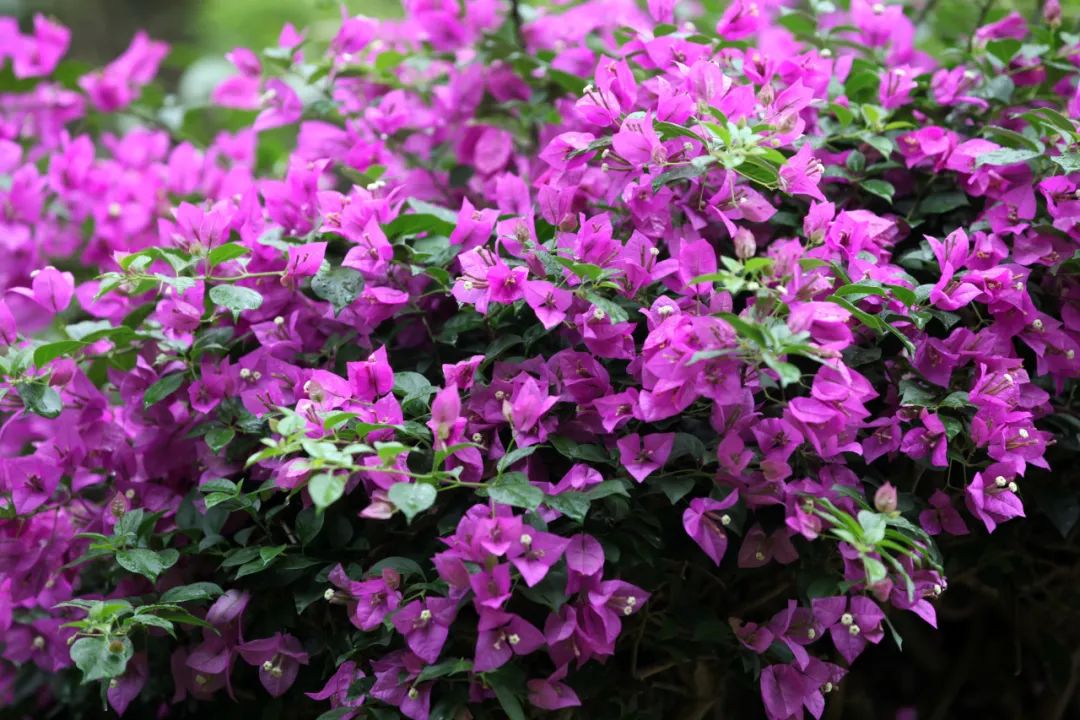 你好，我叫厦门，这是我的简历