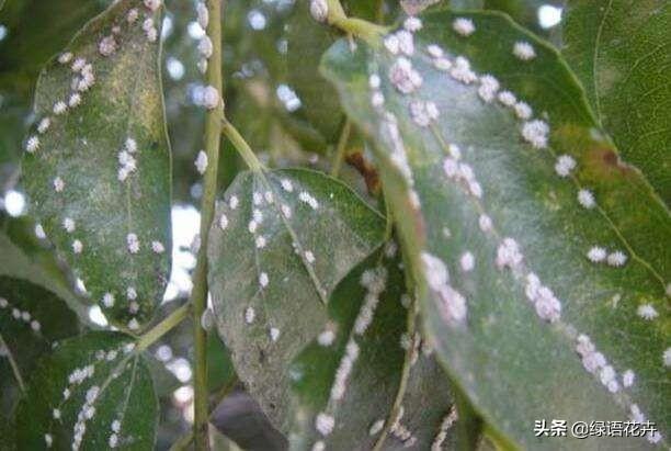 平安树的各种病害图片,平安树叶片背面常见病