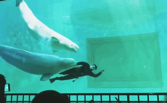 中秋特惠！（9.13-15）深圳海洋世界门票现4折仅69.9抢购~美到爆