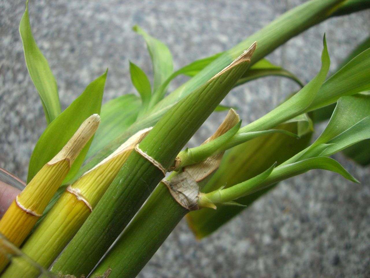 富贵竹变黄什么问题,富贵竹突然有一棵黄了是怎么回事