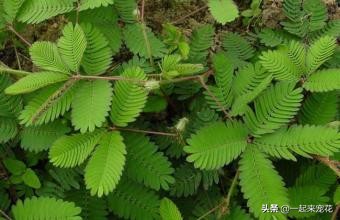 什么花不适合卧室里养有害健康,这5种花最好养