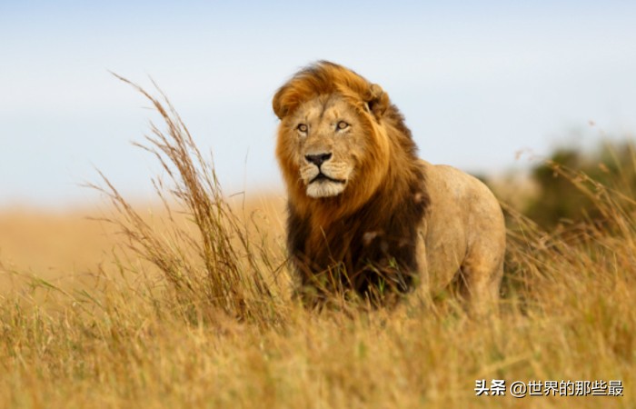为什么老虎能打架败狮子,老虎打架一掌的威力
