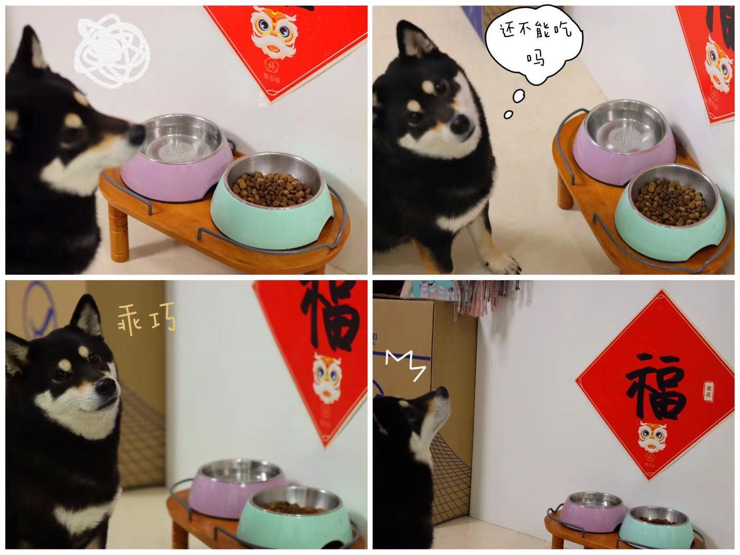 过年加餐？小心喂坏肚子——玻璃胃狗子的喂养心路历程