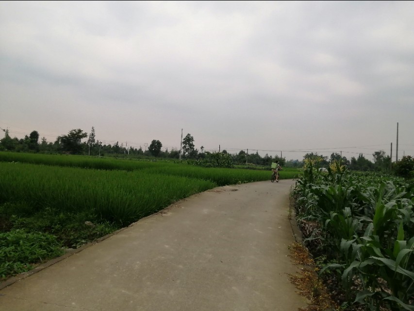 从川芎调研读生活