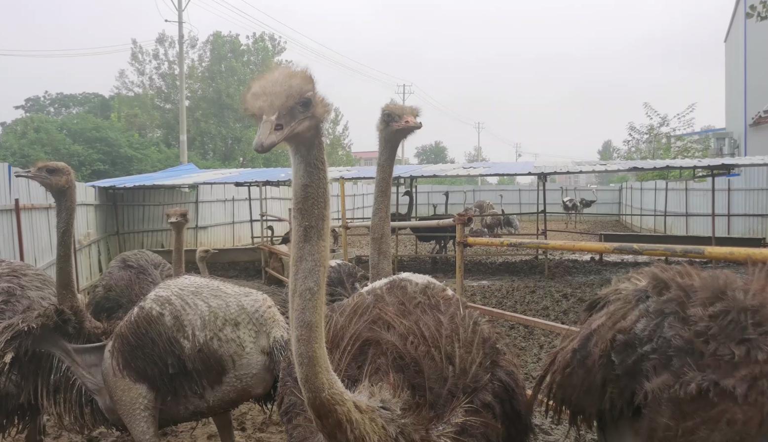 鸵鸟养殖最新技术,鸵鸟养殖技术有哪些