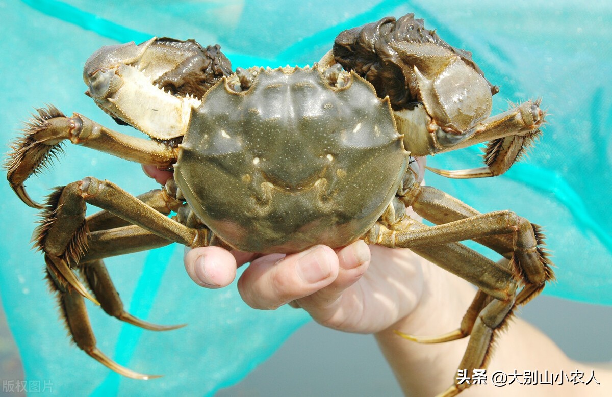 阳澄湖大闸蟹金字招牌,疯狂大闸蟹