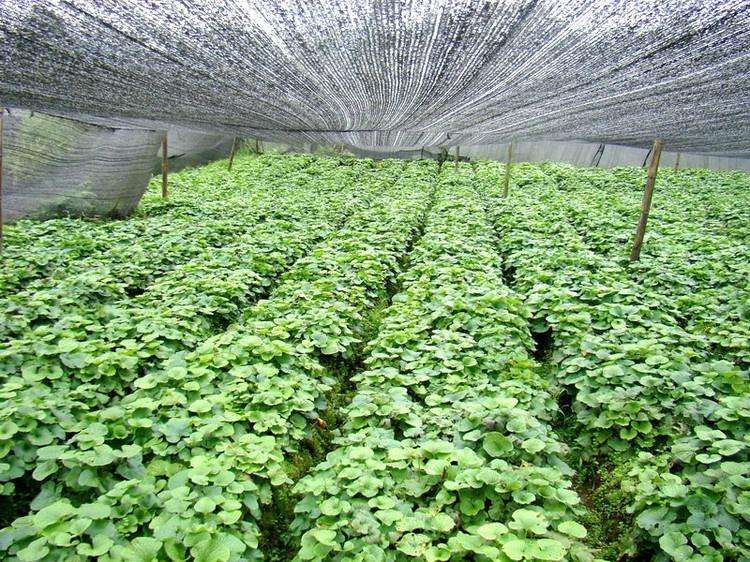 山萮菜和芥末,山葵与芥末和辣根的区别