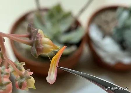 多肉开花了怎么办,多肉开花授粉收种子