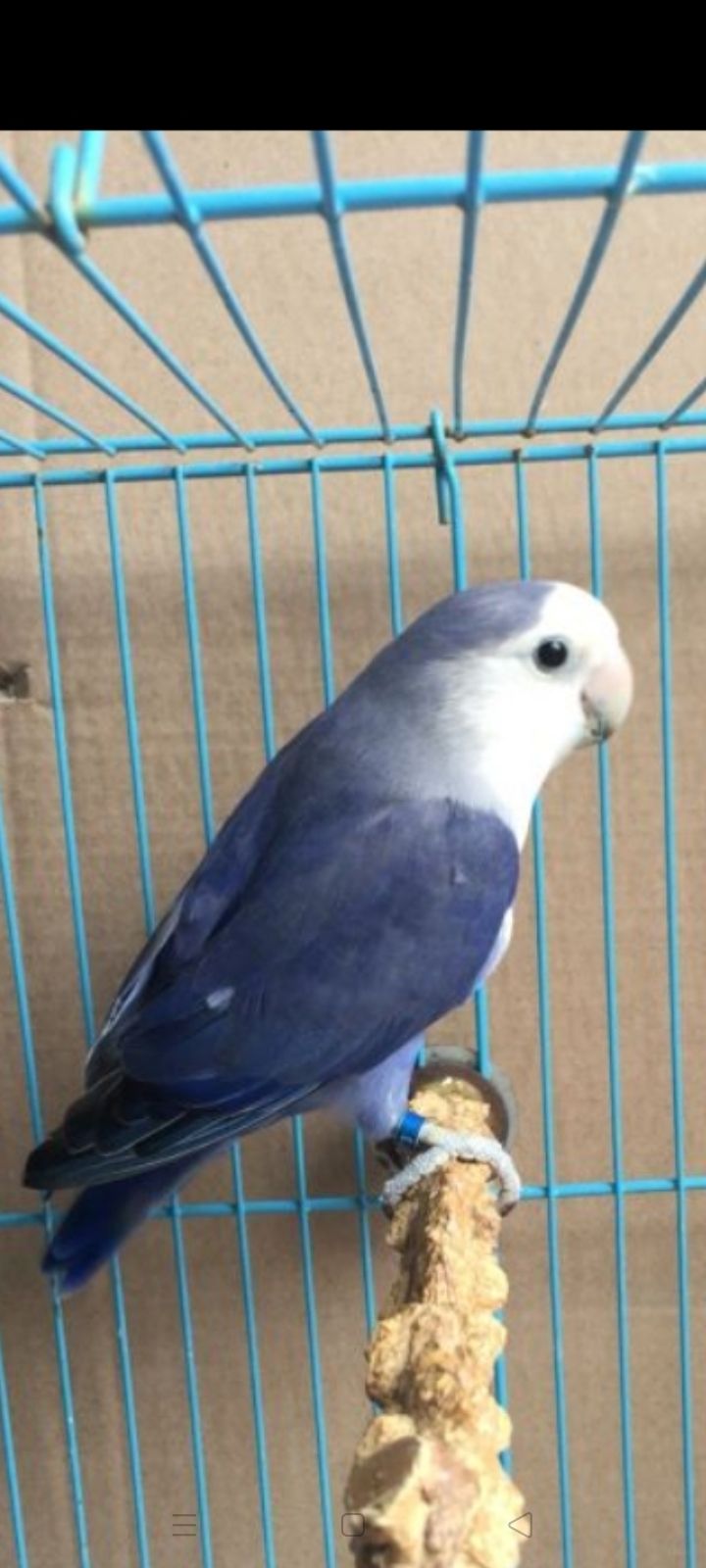 怎么让笼养牡丹变成手养牡丹鹦鹉,牡丹鹦鹉养得好是什么状态