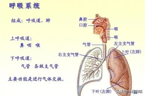 养猫咪的人肺里有猫毛吗,养猫后总觉得喉咙有猫毛