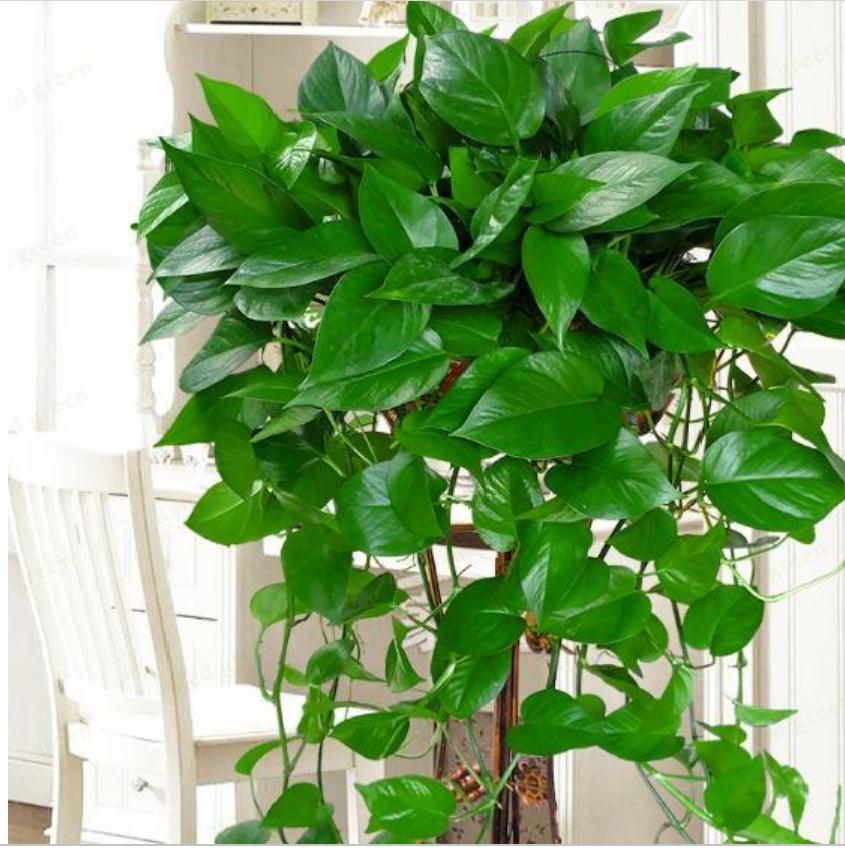 绿萝这么养不烂根不黄叶爆长新叶,养绿萝要多长时间浇一次水