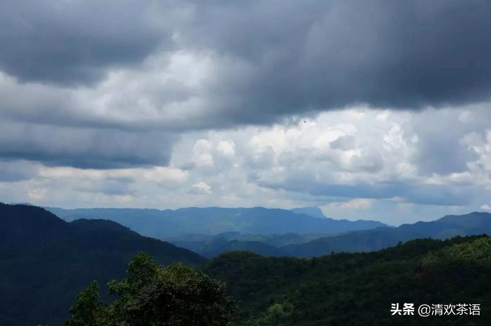 「春访茗山寻味江湖」茗山兵器谱之“七星龙泉剑”——倚邦曼松