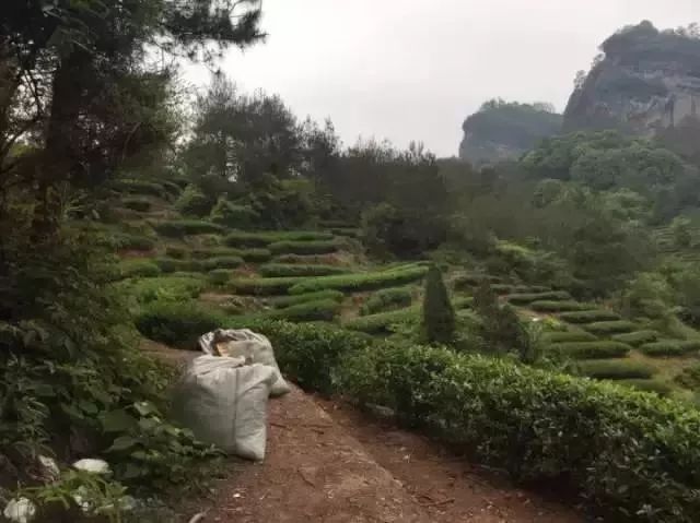 武夷岩茶大红袍讲解词,武夷岩茶大红袍基础知识