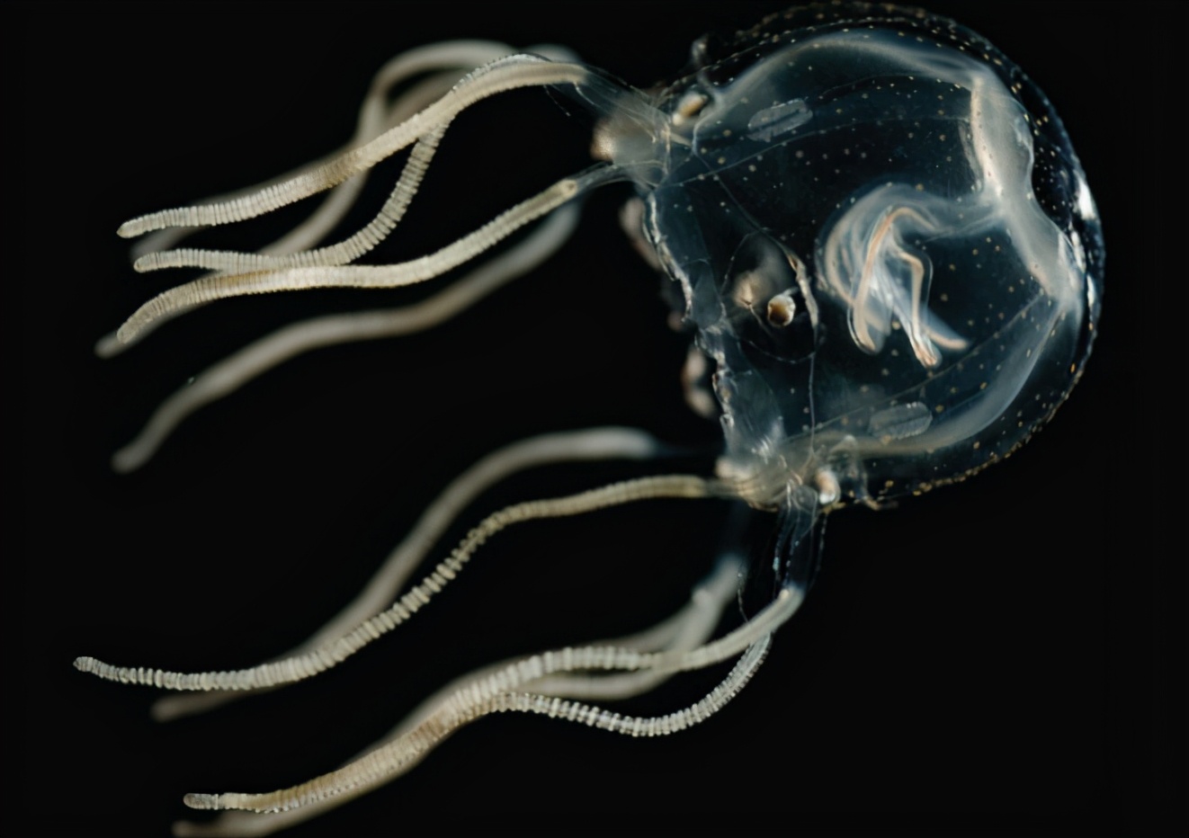 15种令人惊叹的透明生物,越看越可怕的动物