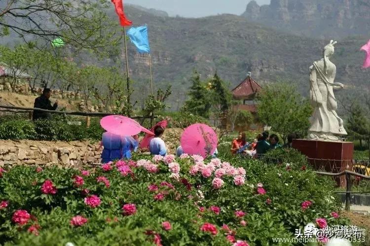 沙河市牡丹观赏地,沙河牡丹苑