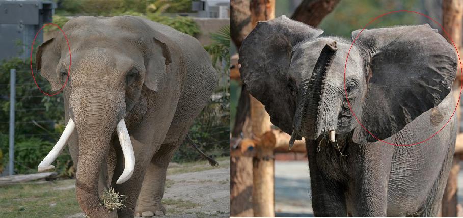 原来大象还有亚洲非洲之分，你是否知道这其中的区别