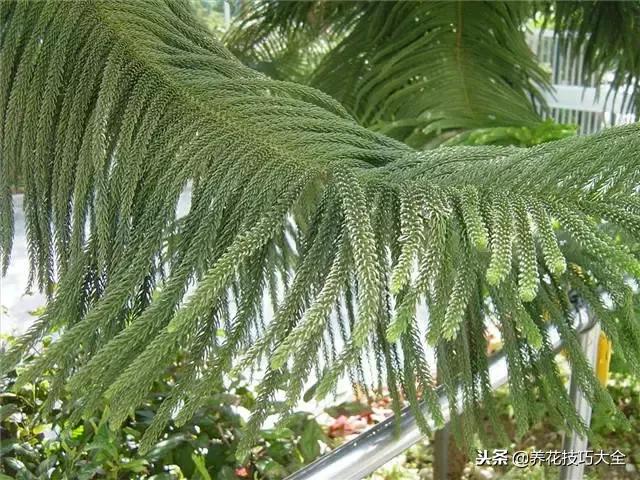常见小区绿化100种植物图片,常见的水生植物有哪些种