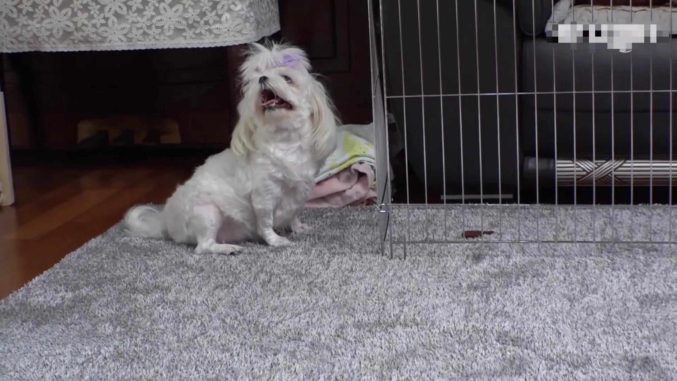 小猪的智商高达多少 (韩国最聪明的小猪)