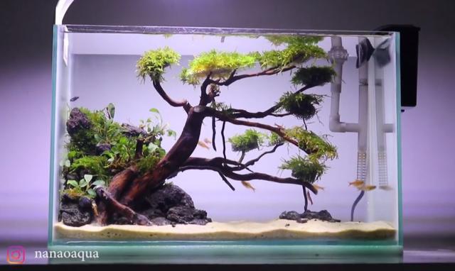 莫斯树到底好不好,莫斯树是什么