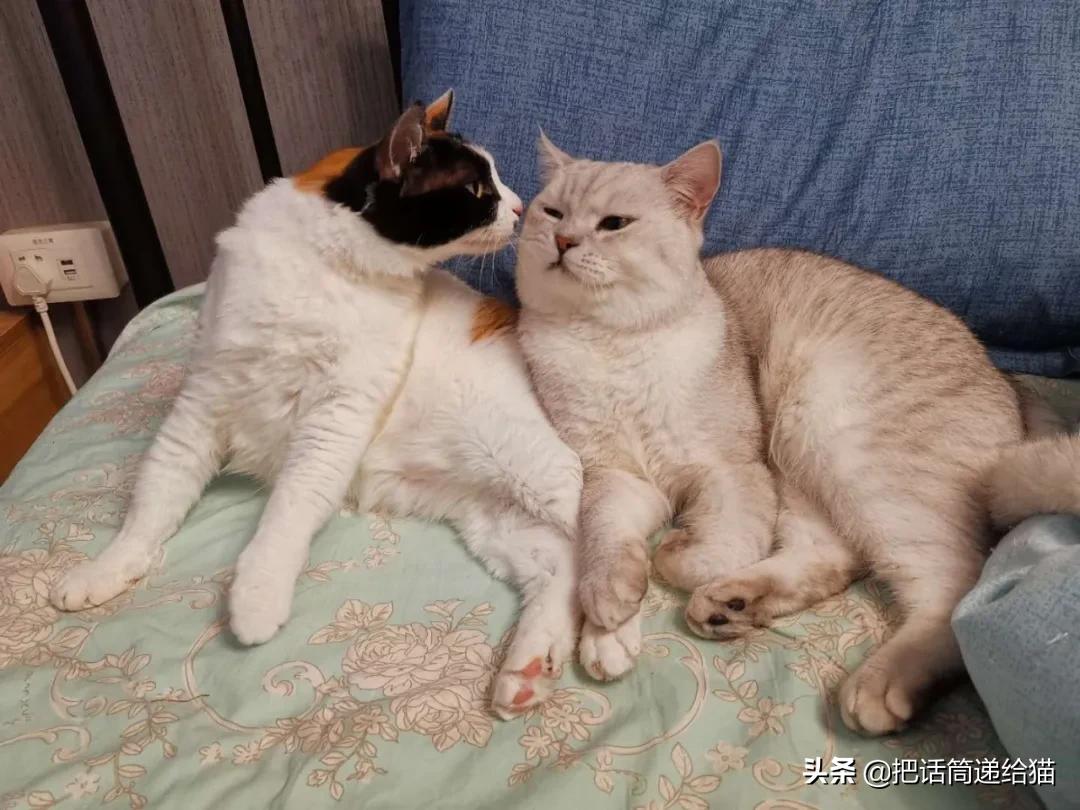 求助！我的猫以为自己是我妈怎么办？