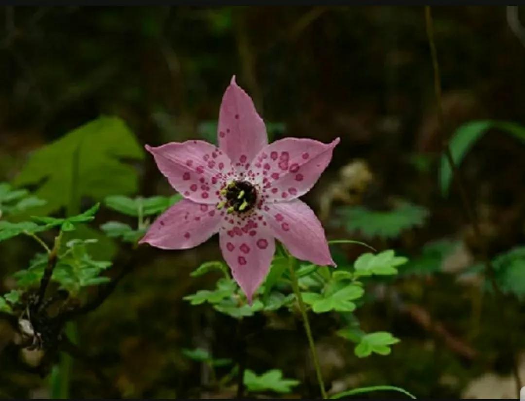 芳踪难觅濒危花!清新治愈篇:沙漠高原是吾家,豹子花的春天来了