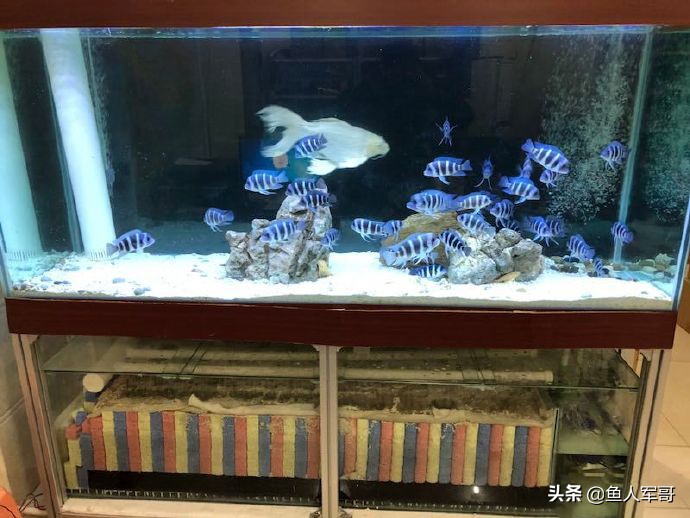 水族缸怎么清理管,水族缸水质怎样变清澈