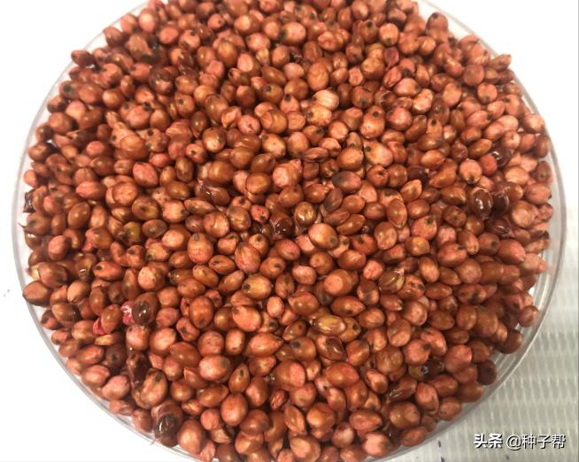 新品种高粱一亩能产多少斤,种植什么品种的高粱收益高