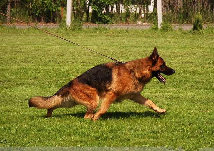 从狗的走路姿势看品种,狗的步态怎么训练