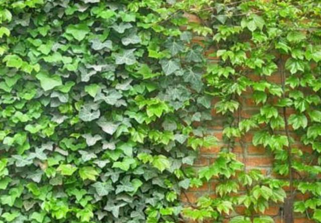 常青藤如何养殖视频,怎样使常青藤长爆盆