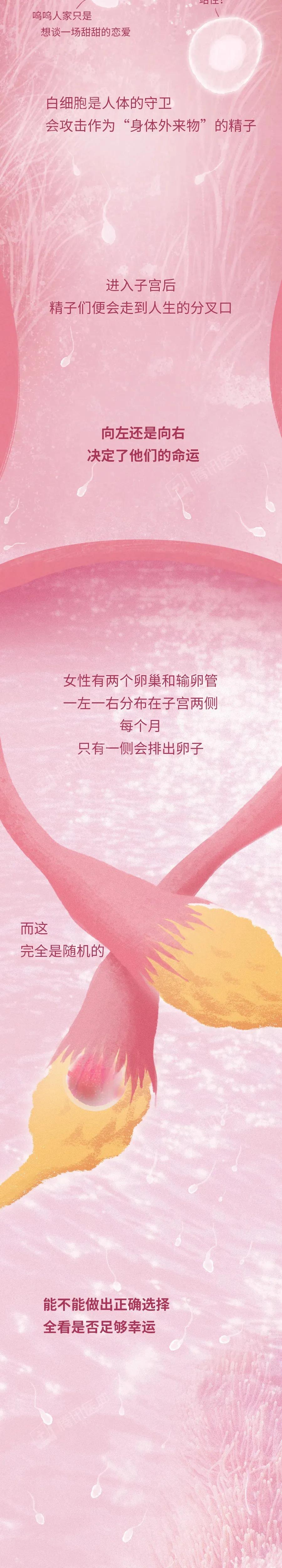 精子与卵子结合孕育生命全过程,精子和卵子孕育的全过程