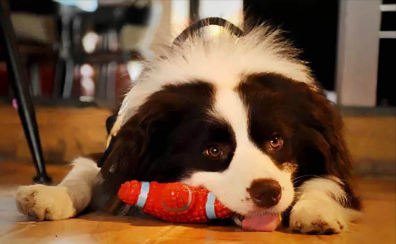 边牧口气臭要怎么办,边牧口臭